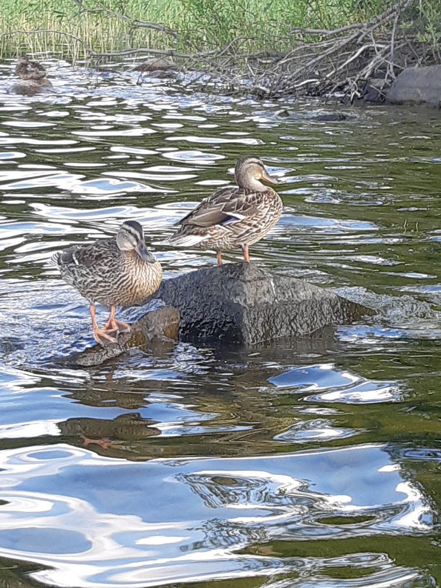 Дратути, мы - утки.Чаво вам тут нада?