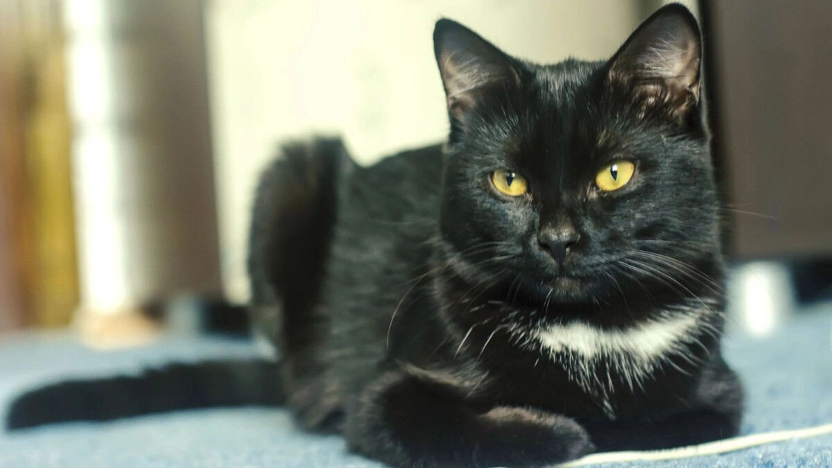    Фото: s.kopansky/Shutterstock/Fotodom