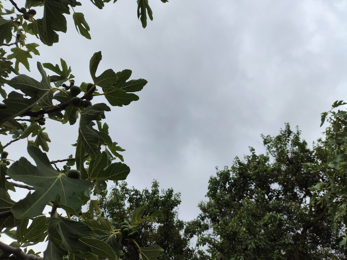 Пасмурное утро