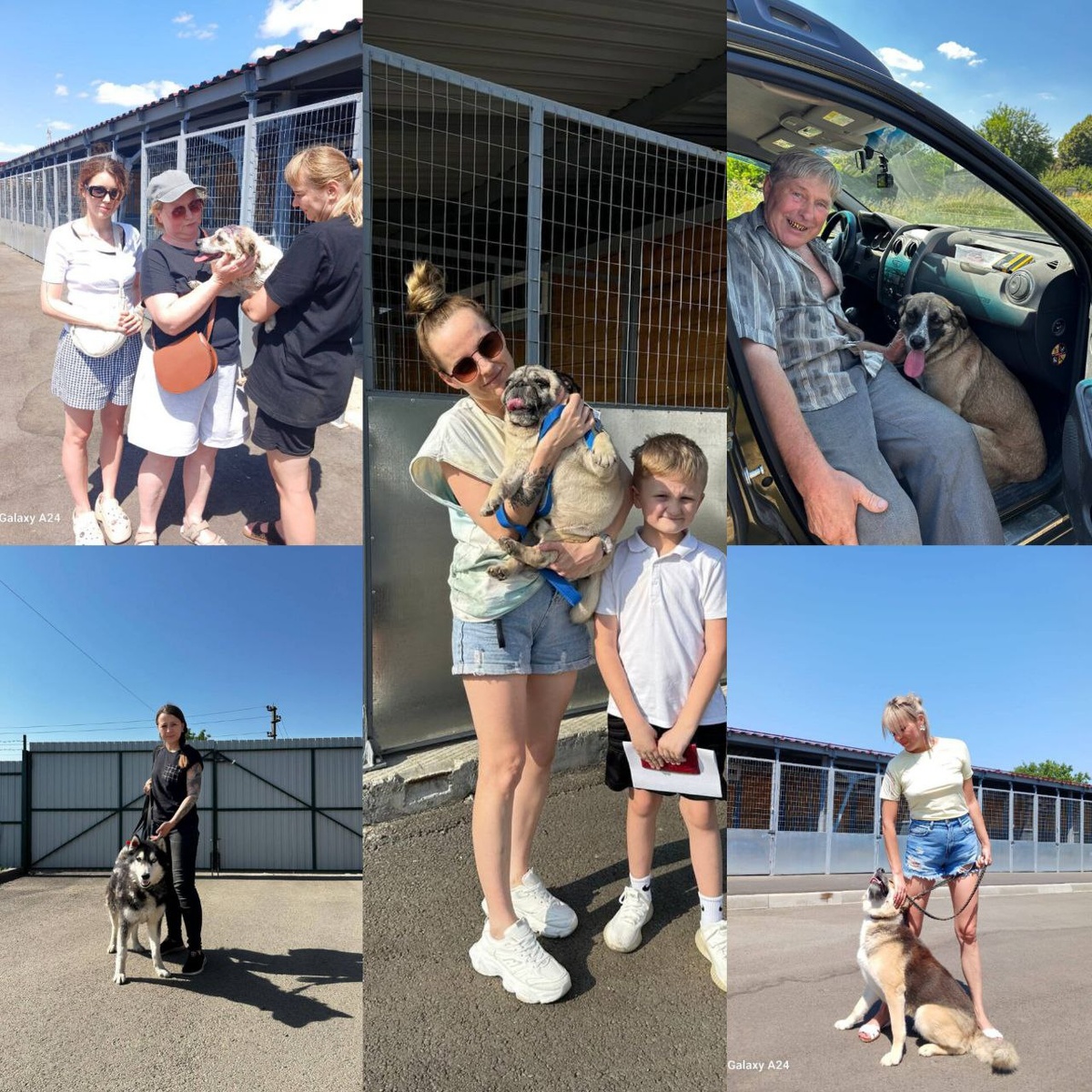 Фото: телеграм-канал «Муниципальный приют для собак | Краснодар»