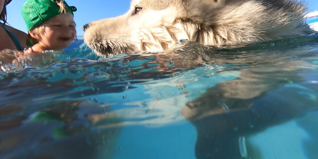 Собакам в жару не нужен лёд и вот почему