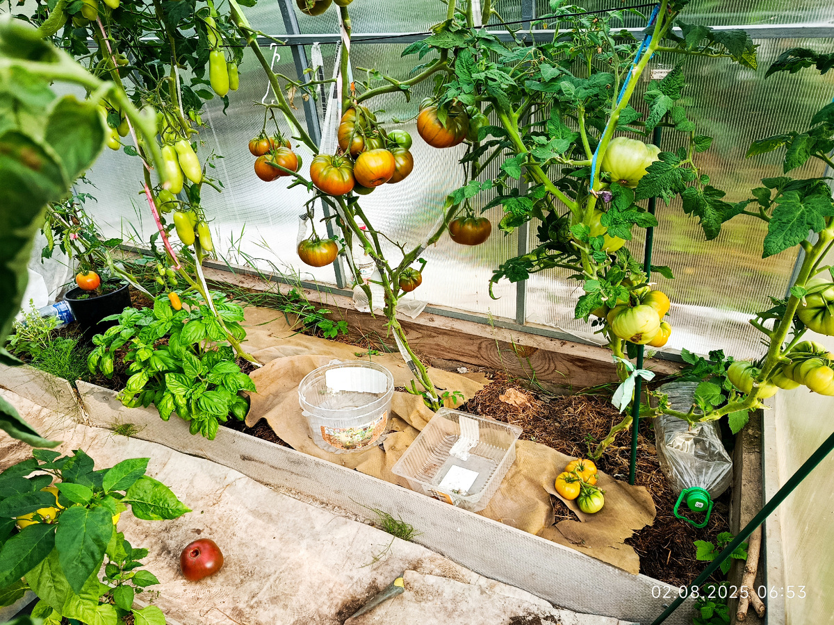 Такую картину я увидела утром 2 августа. Упал - помидор Черного Ангуса