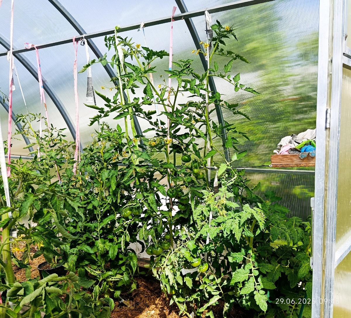 дата фото 29 июня. Перед вершкованием