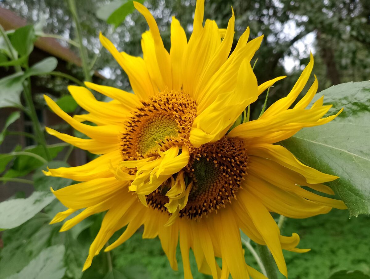 Парадоксальный подсолнух. Вот зачем он в цветке еще один вырастил что, места на стебле мало?..