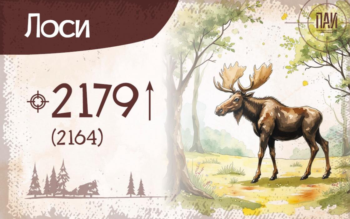 Новые охотничьи лимиты действуют в Псковской области: суть изменений в карточках
Фото: ПАИ