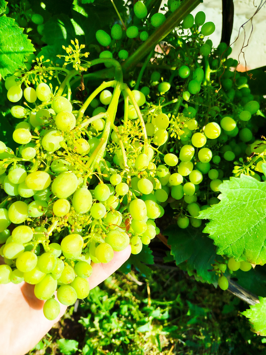 Алёшенькин.