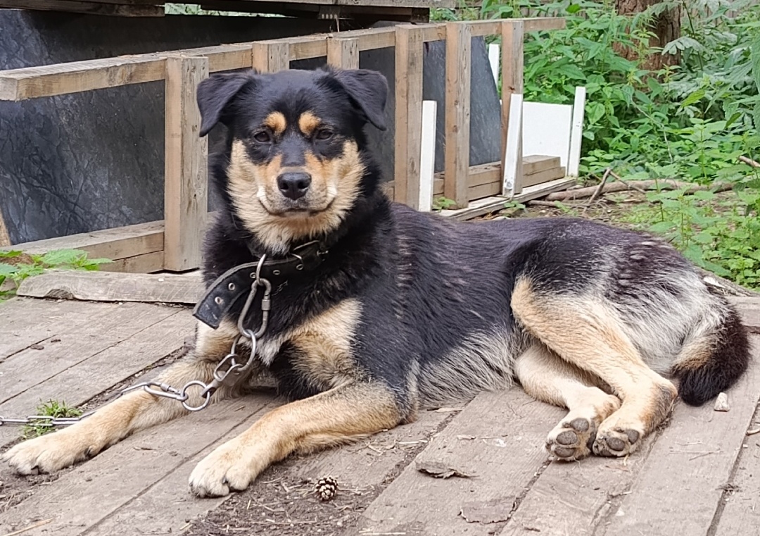 Красотка Берта- здорова, привита, стерилизована