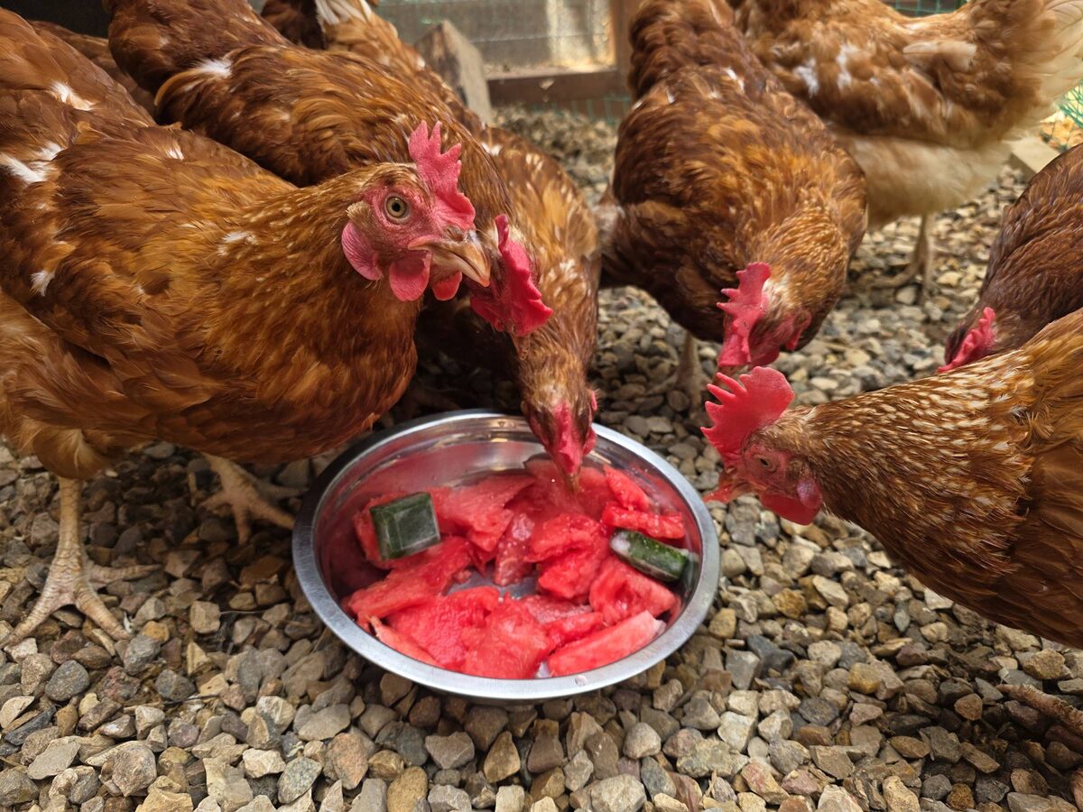 Арбуз девчонки просто обожают!