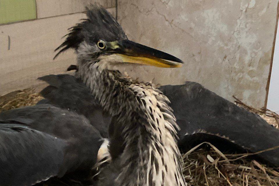    Фото: приют "Верность" Антон Шестериков