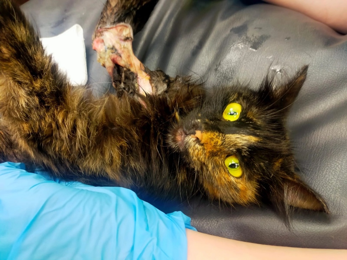 Мэрси в ветклинике после нападения собаки