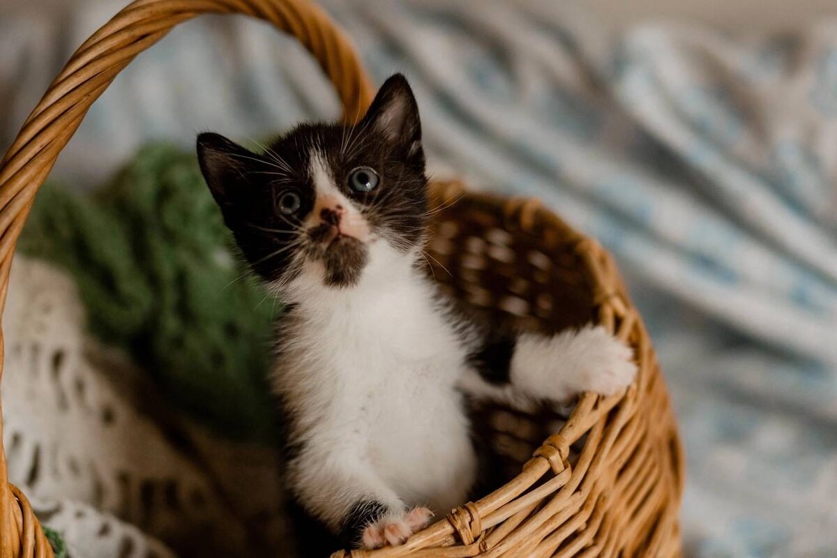 Взяла "милого" котенка у волонтеров)))