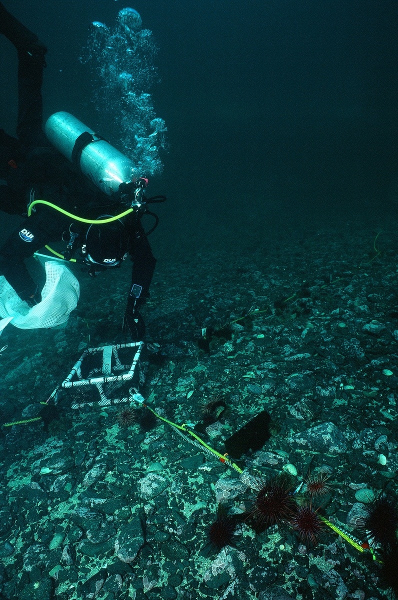 Водолаз осматривает один из экспериментальных массивов в Ситке, Аляска, в 2023 году в рамках исследования. Источник: фото Рэй Манкузо.