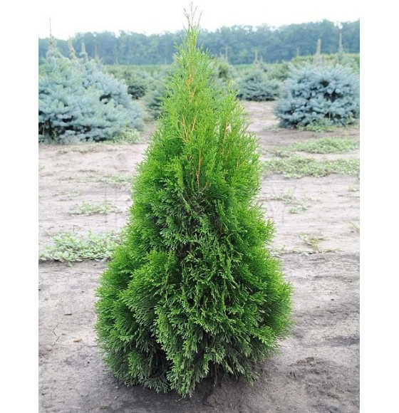 Туя Смарагд