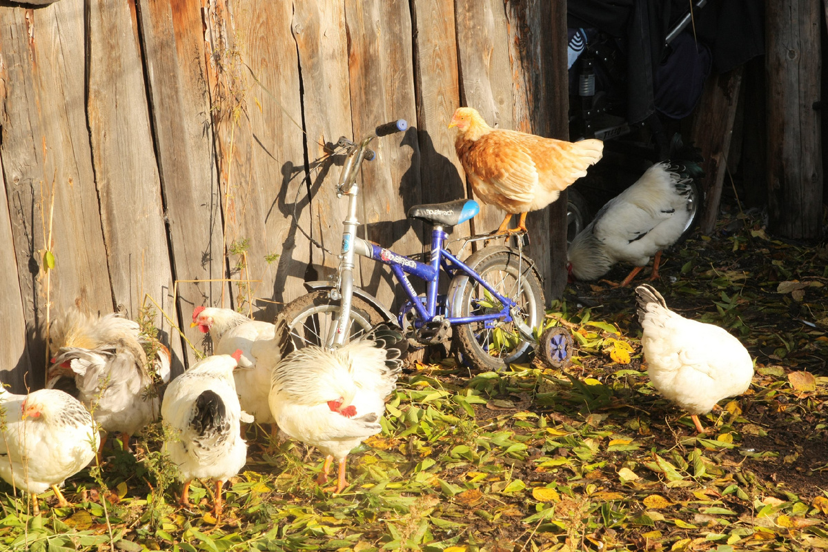 Куры мирно гуляют