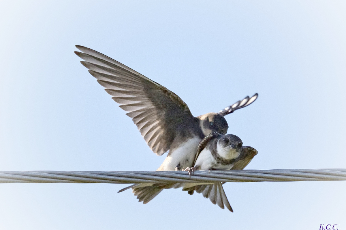 Береговушка, фото автора 