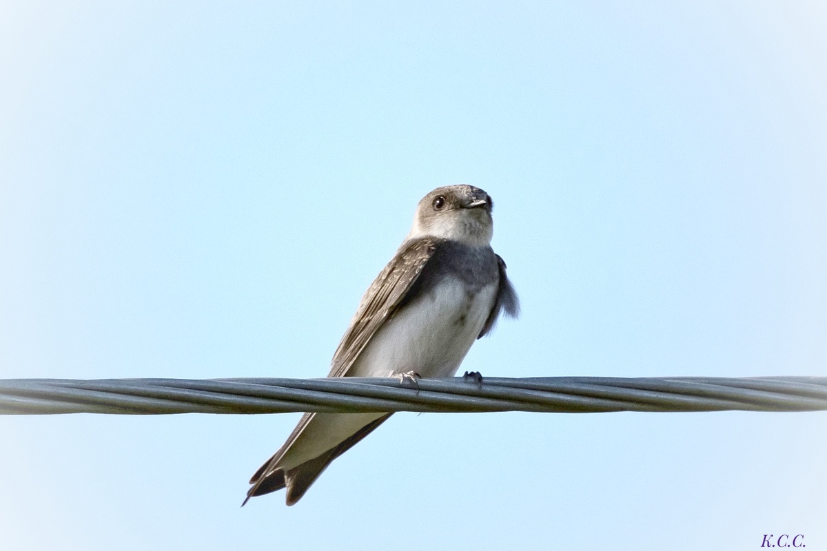 Береговушка, фото автора 