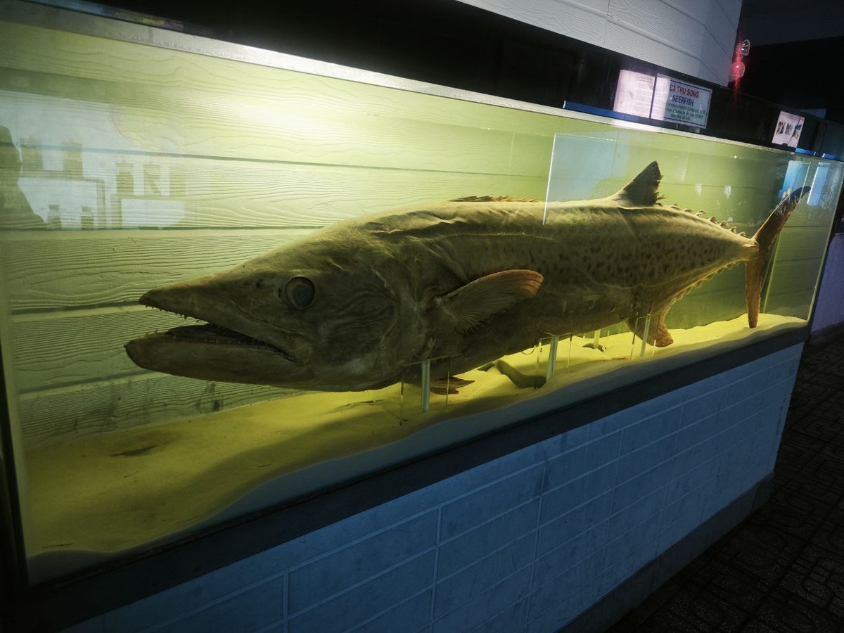 Забальзамированные редкие или вымершие рыбы