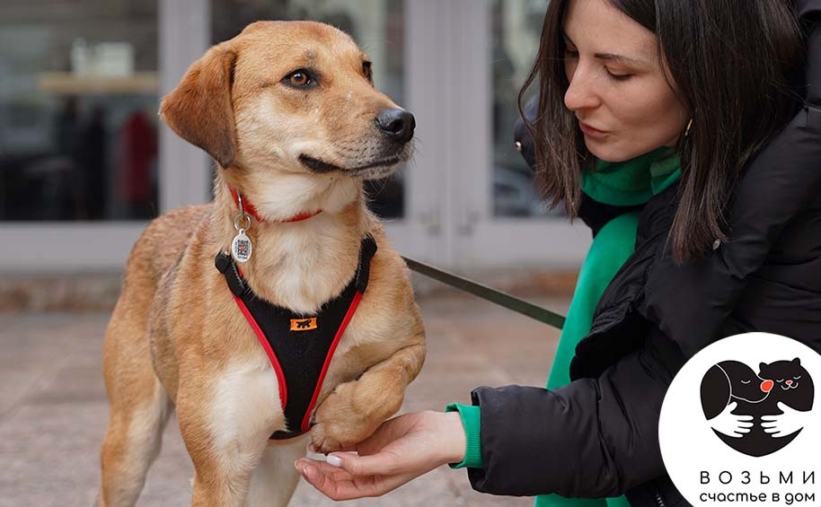 Помощь животным является одним из наиболее активных направлений волонтерства
