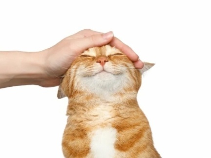 Зачем гладить кошку