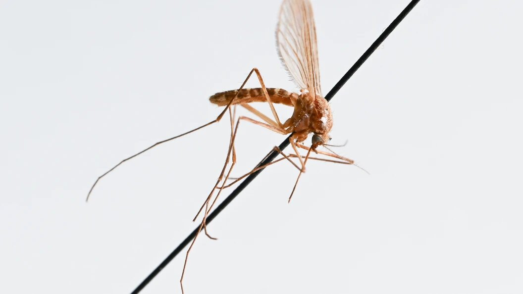    Bernd WeiÃŸbrod/dpa/Globallookpress