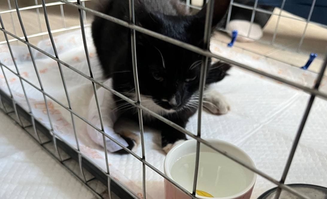 © Кошкиспас. ПСО Экстремум