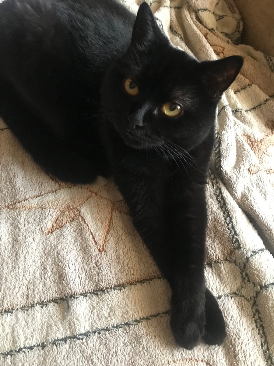 Это кошечка моя