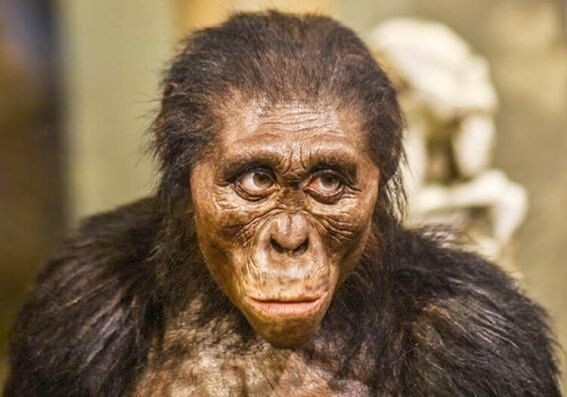 Как выглядел предок человека?