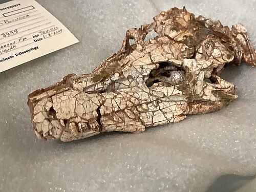 Череп паттизаурии.