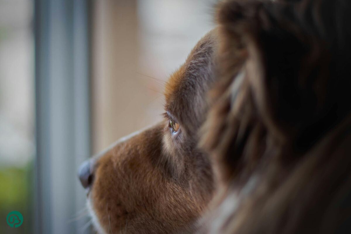 Собака смотрит в окно 