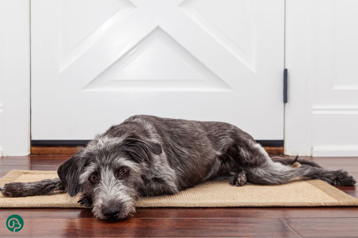 Грустная собака ждёт хозяина 