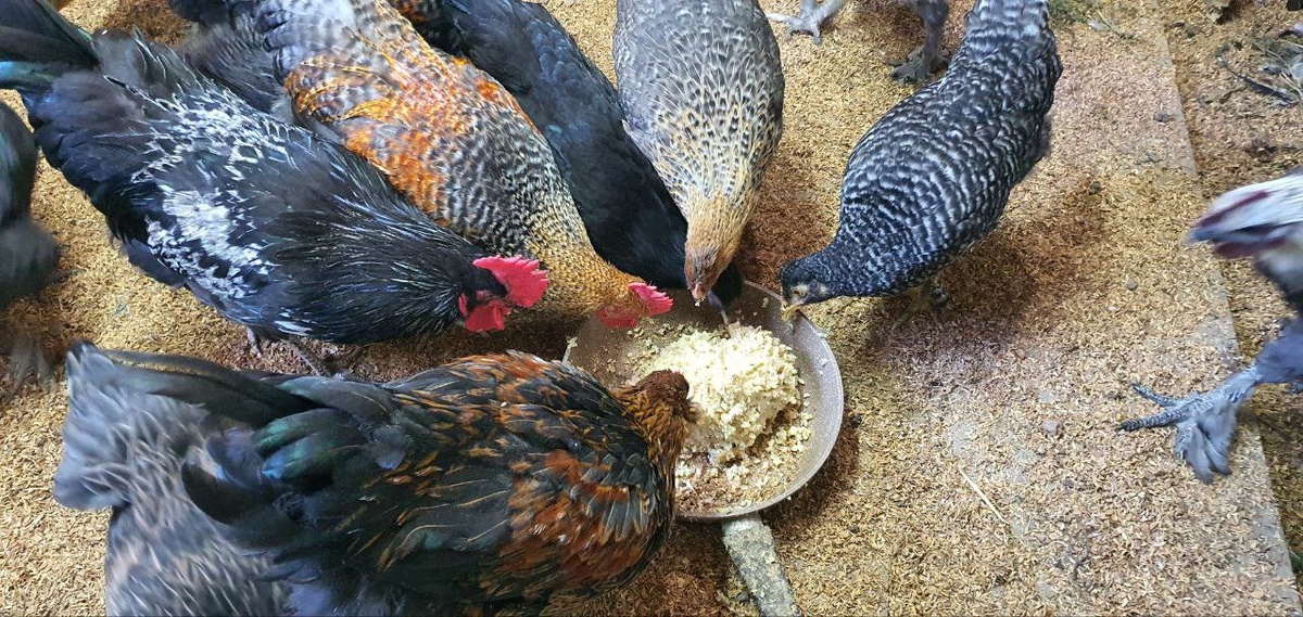 Мои довольные куры клюют аппетитную мешанку из миски