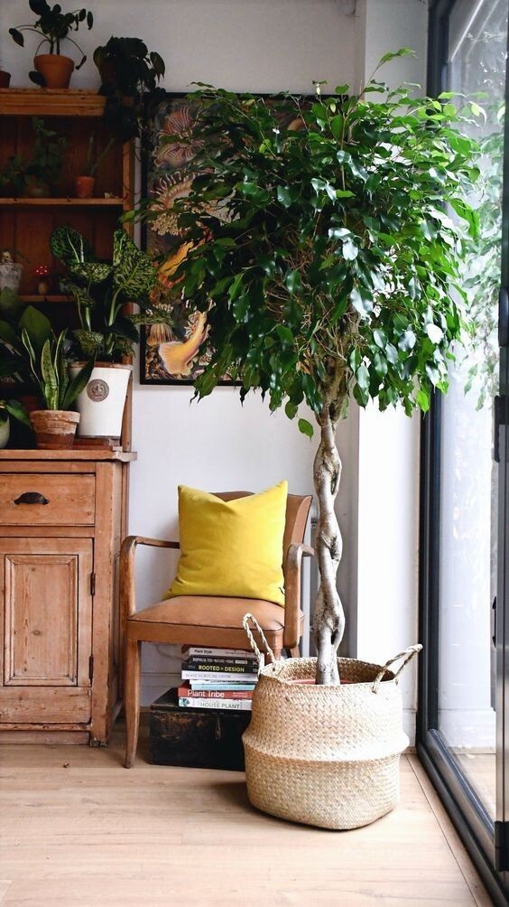 Фикус на штамбе.