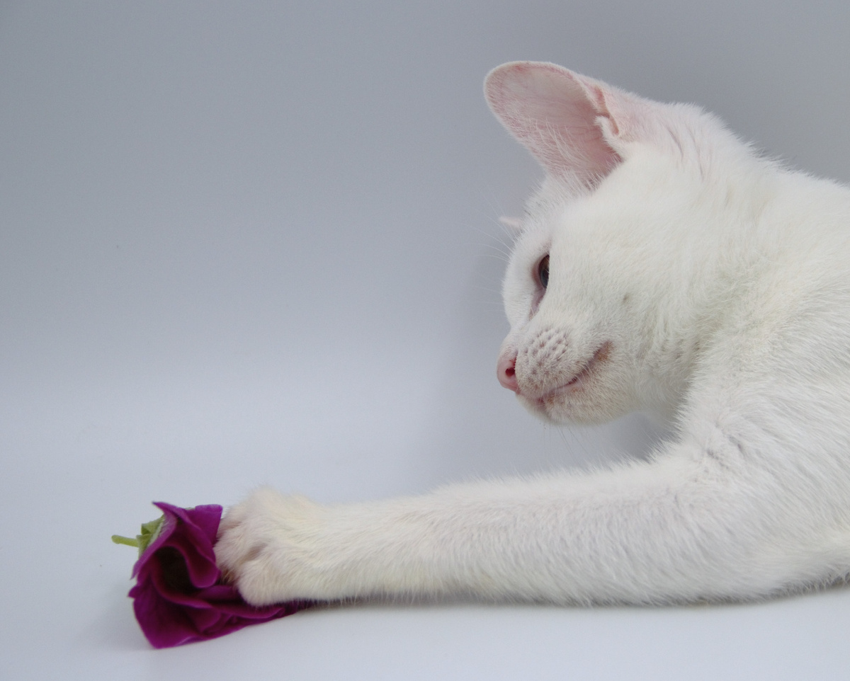 из архива питомника