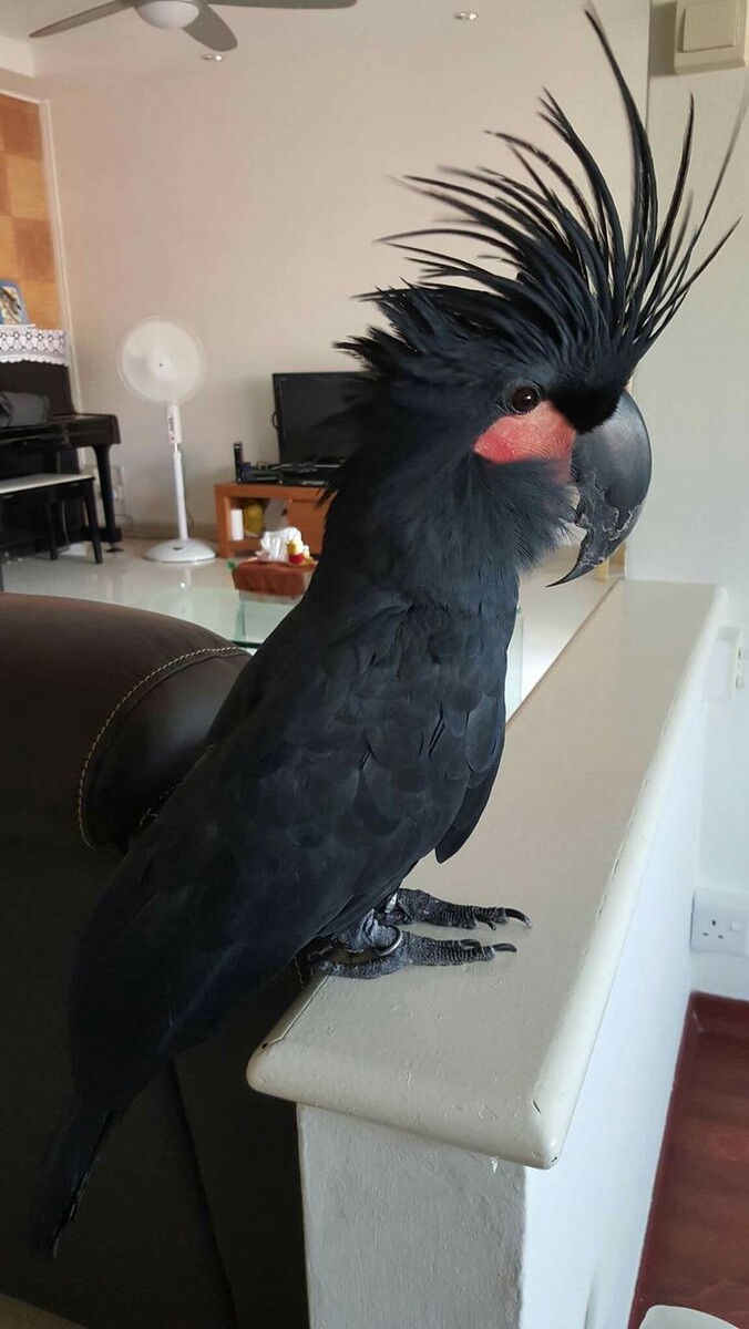 Черненький какадушечка