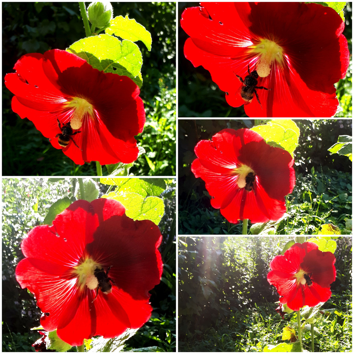 Коллаж автора 03.08.2025г.