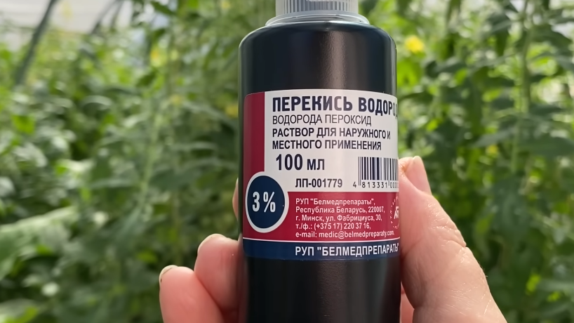 Развожу фитоспорин уже 5 лет при желтых листьях томатов. Жена подсказала копеечное средство из аптеки, которое работает в 10 раз лучше