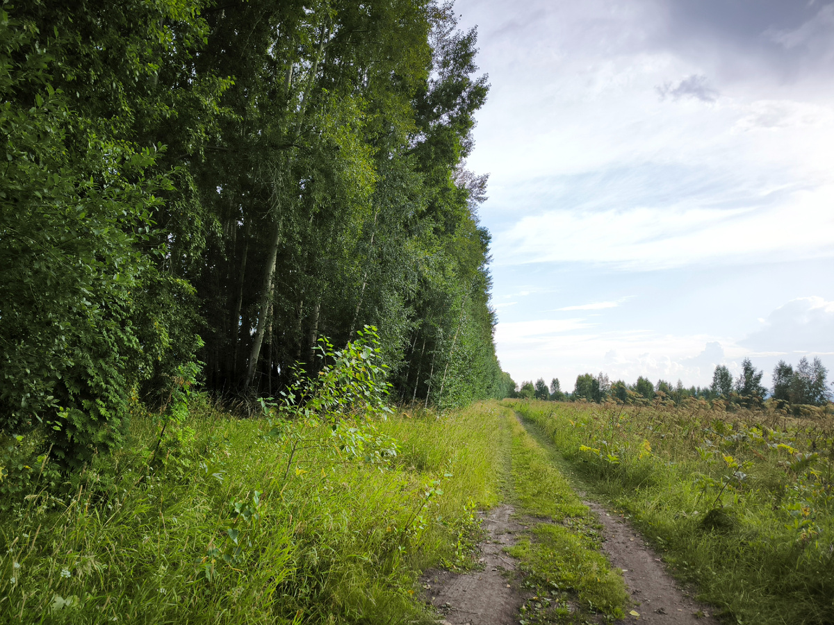 У тополёвой лесополосы