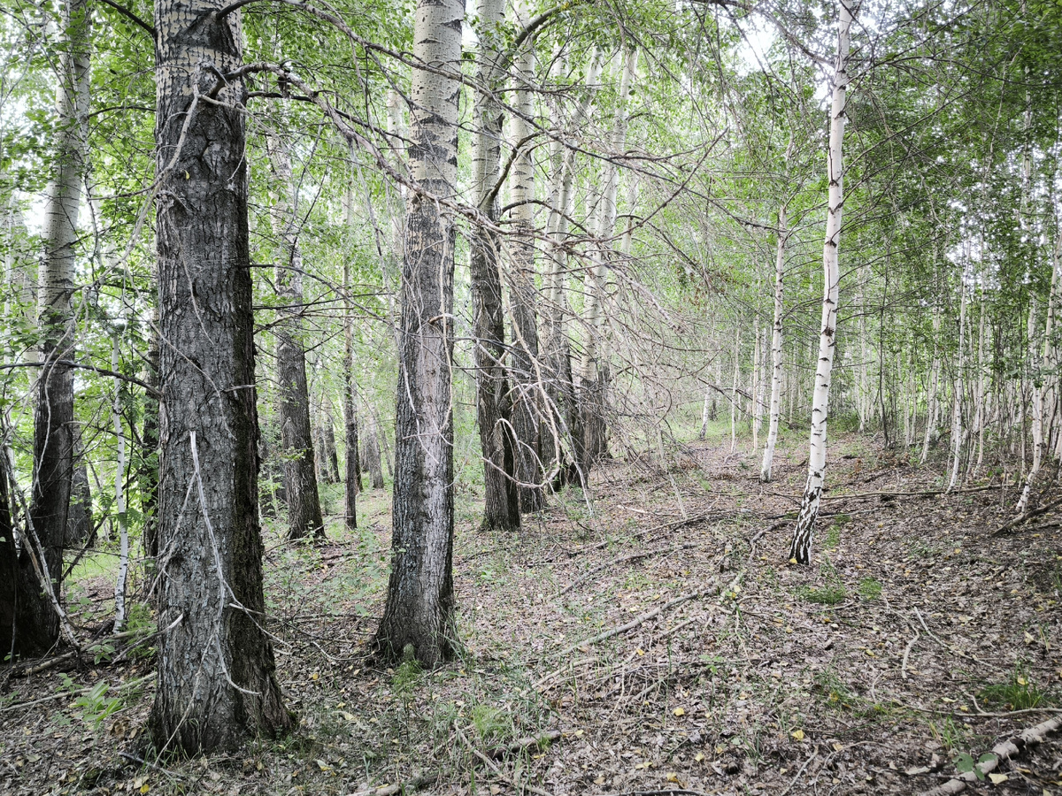 Палок навалено