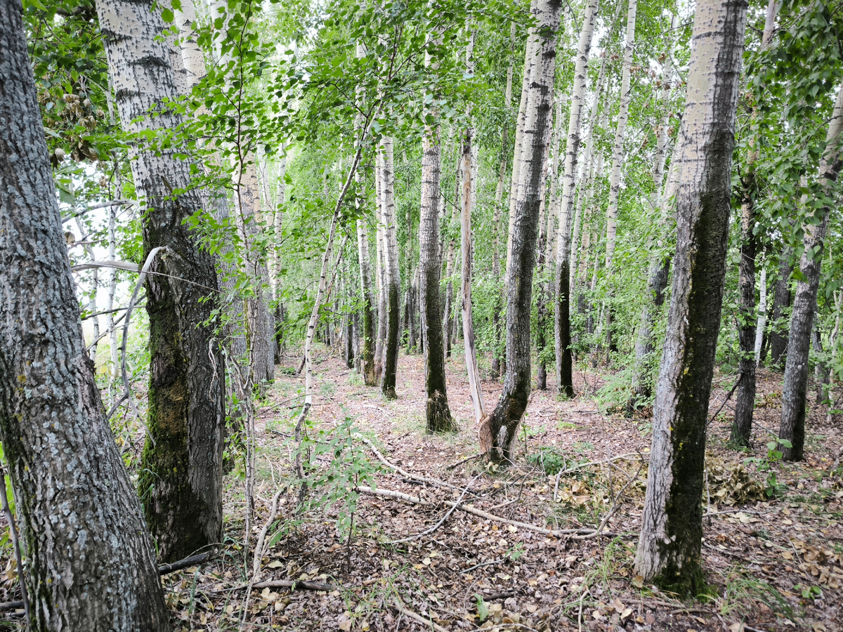 Среди тополей