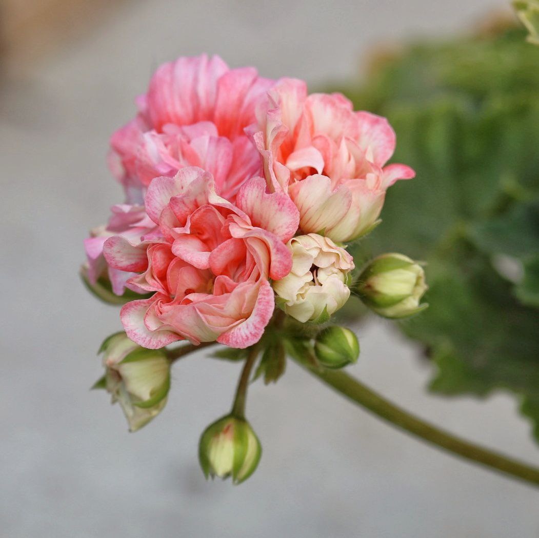 ИВ Столбовая Дворянка. Первые бутончики начинают распускаться