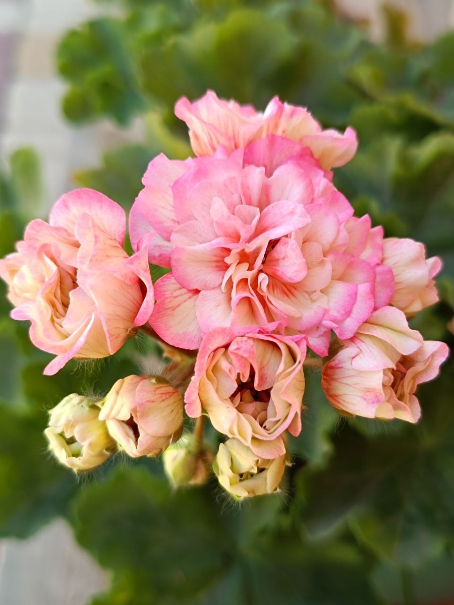 ИВ Столбовая Дворянка 