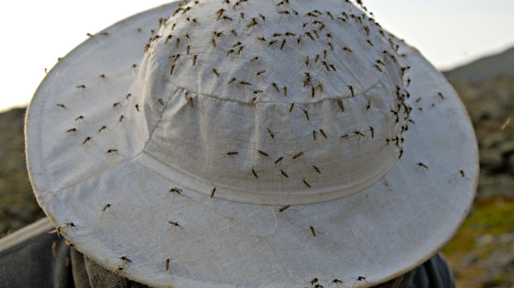    Как оленеводы борются с комарами и мошками без таблеток и спреев