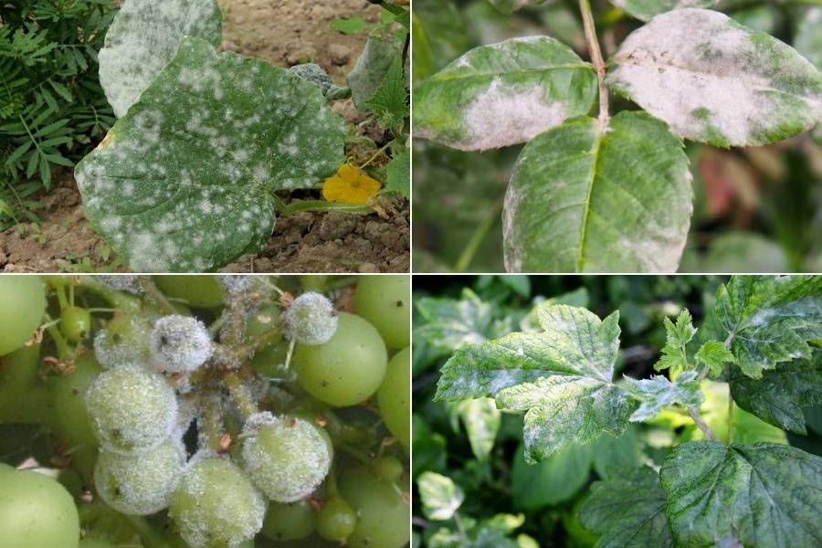 Мучнистая роса на огурцах, розах, винограде и чёрной смородине.