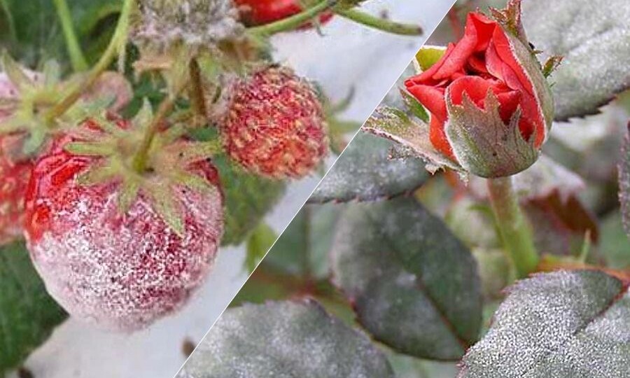 Чем обработать от мучнистой росы — спасаем сад и огород проверенными средствами