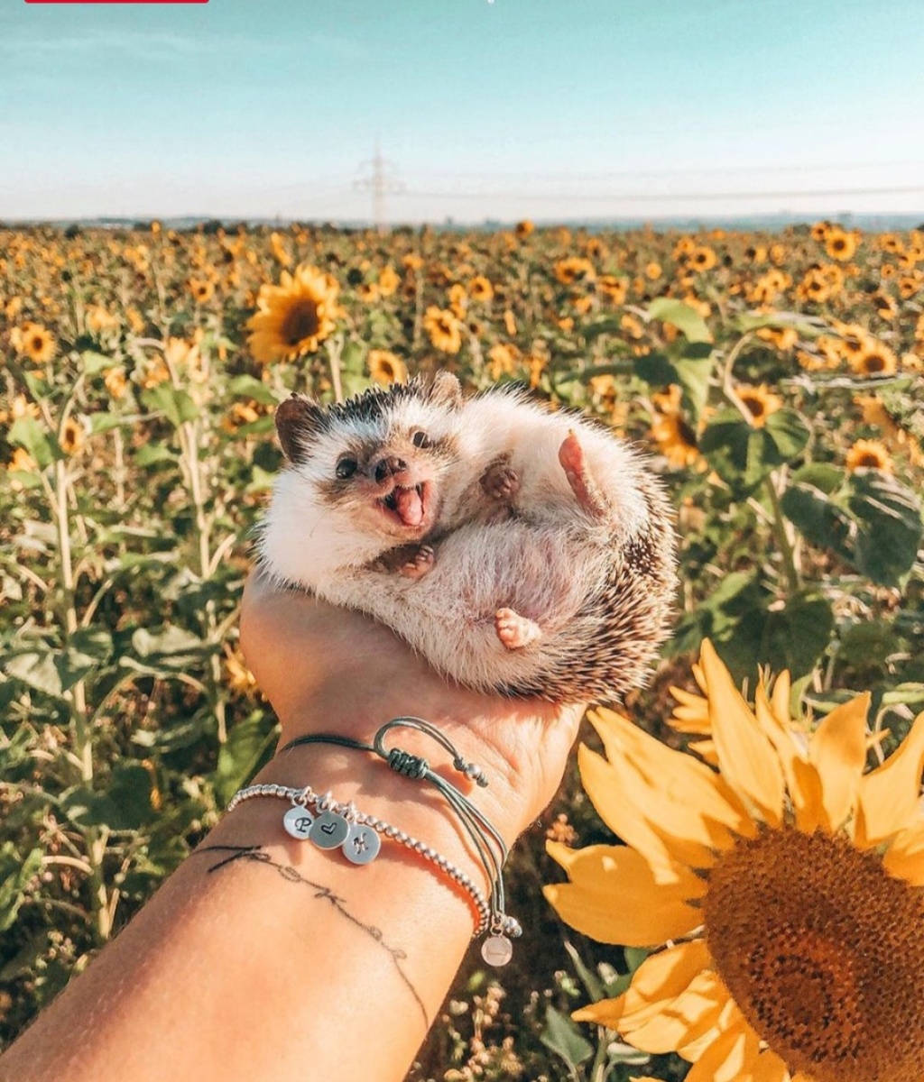 Картинка из интернета