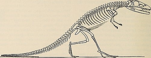 Старая реконструкция скелета сальтопозуха.