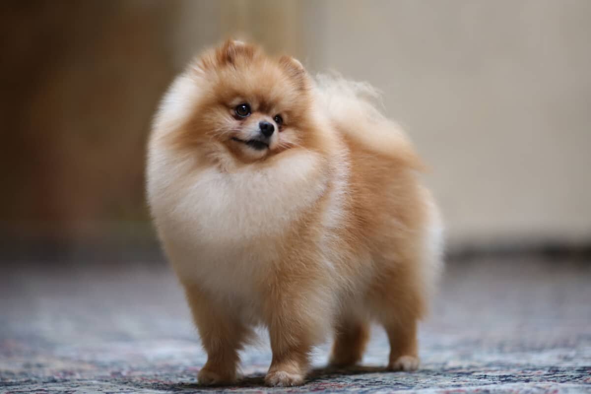 Фото из сети интернет