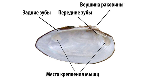СТРОЕНИЕ РАКОВИНЫ перловицы