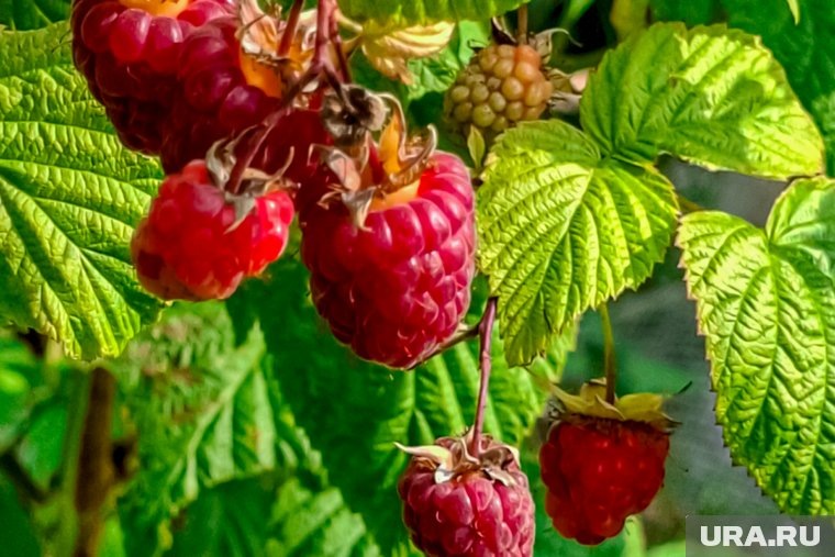    С пожелтением листьев у малины сталкивались все дачники