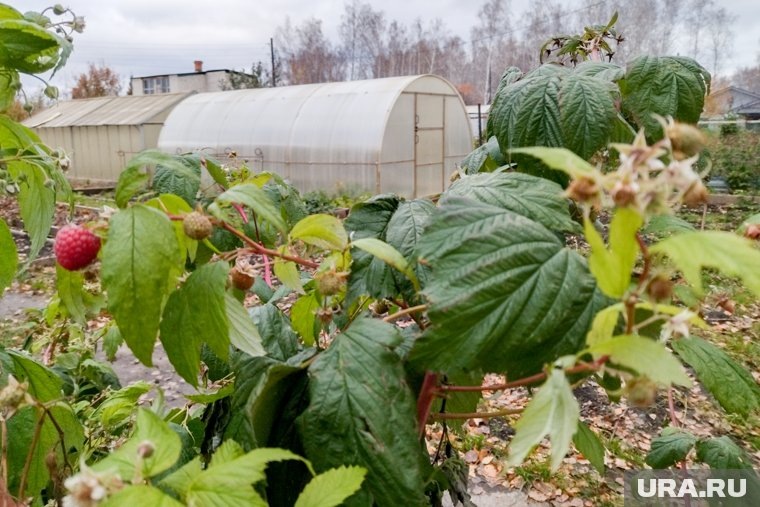     Малина нуждается в достаточном увлажнении, но переувлажнение для нее губительнр Владимир Васин © URA.RU